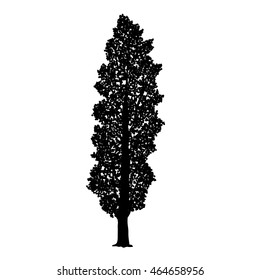 silhouette detached tree poplar with leaves on a white background