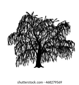 Silhouette Detached Tree Willow With Leaves On A White Background