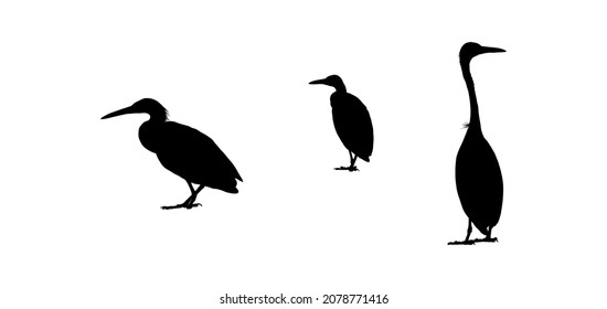 Silhouette of Dimorphic Egret. Vector illustration of birds for decoration landscape artwork