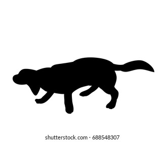Silhouette of a dog