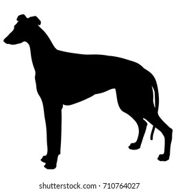 silhouette of a dog. black and white greyhound.Vector illustration