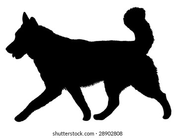 Silhouette of a dog of breed Alaskan Malamute