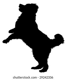 Silhouette eines Hundes der Rasse Bernese Mountain Hund