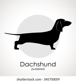 The silhouette of the dog breed Dachshund