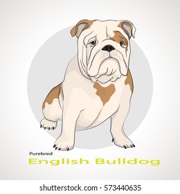 The silhouette of the dog breed English Bulldog