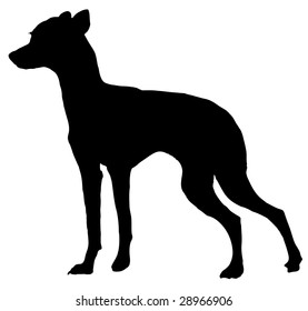 Silhouette of a dog of breed toy terrier