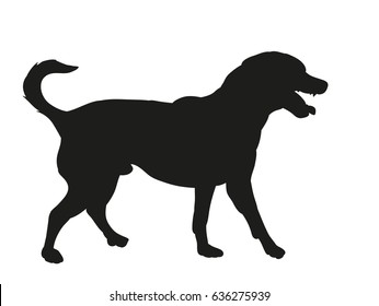 silhouette of a dog is coming