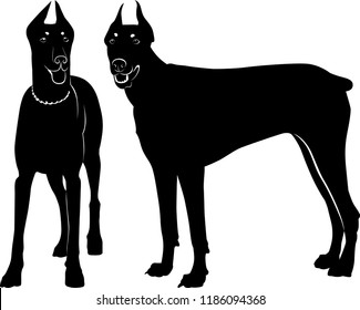 silhouette of dog dobermann isolated on white background