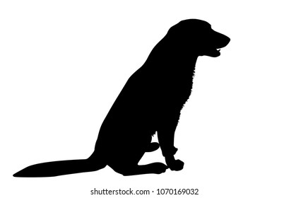 Silhouette of a dog on a white background, vector illustration