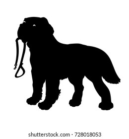 Silhouette of a Dog (Saint Bernard) holding a leash, on a white background.Vector