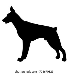 Silhouette of a dog.Vector illustration of doberman pinscher.