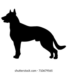 Silhouette of a dog.Vector illustration of doberman pinscher. Bloodhound