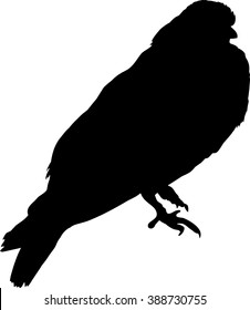 Silhouette of a dove - Budapest Thurman