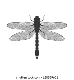 Silhouette of Dragonfly
