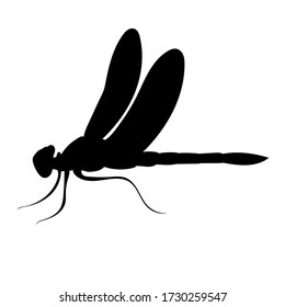 silhouette dragonfly, insect on a white background