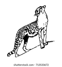 Silhouette drawing of a leopard up, on a white background.vector