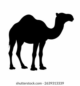 Silhouette of a Dromedary Camel Standing Against a White Background