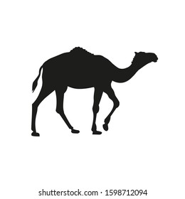 Silhouette of dromedary, one-humped camel. Pack animal. Vector illustration isolated on white background