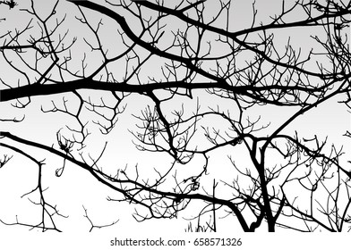Silhouette of dry branches of a tree.