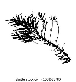 Silhouette of dry grass. Herbarium plants. Close-up. Isolated vector illustration. Black drawing on white background.