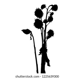 Silhouette. Dry mature sunflower. Dry sunflowers on a dry stalk. Black on a white background. Isolated vector illustration. Isolated background plant in the field.