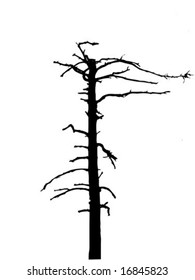 ?????? silhouette dry tree isolated on white background