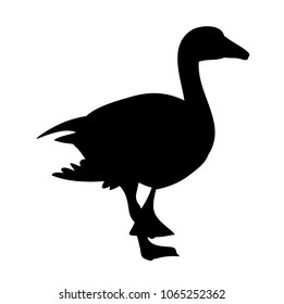  silhouette of a duck