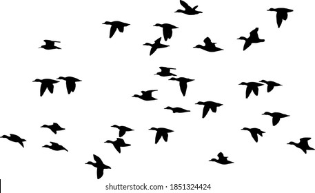 Silhouette of duck in flight, Vector on white background
