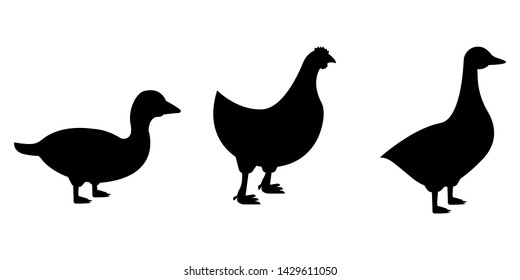 Silhouette duck, goose, chicken, poultry vector illustration
