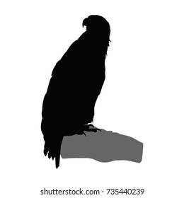 Silhouette of eagle.
