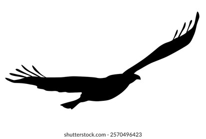 Silhouette of an eagle bird in flight, vector, black color isolated on a white background