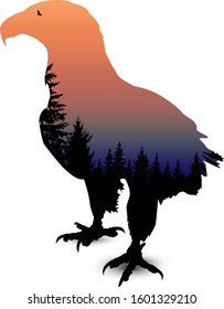 Silhouette of eagle with double exposure of colorful sky and black pine trees.
