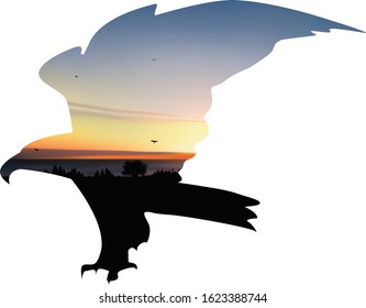 Silhouette of eagle with landscape of sunset.