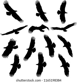 silhouette of eagles
