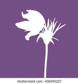 Silhouette of Eastern Pasque Flower on purple background