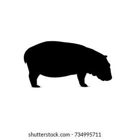 Silhouette of eating  hippo.