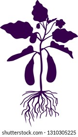 Silhouette of Eggplant with leaves, ripe fruits and root system