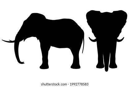 Silhouette of an elephant isolated on a white background. Side and front views. Vector illustration