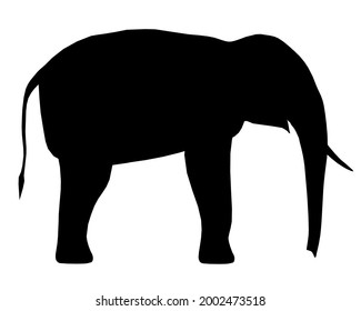 Silhouette of an elephant isolated on a white background. Vector illustration