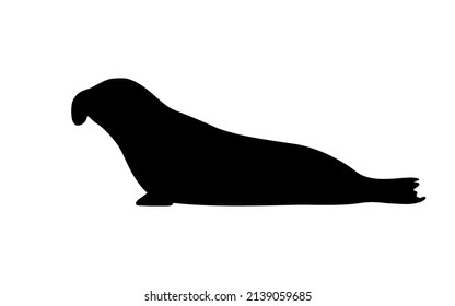 Silhouette elephant seal. Vector illustration of a black silhouette of a sea elephant isolated on a white background. Logo side view, profile.