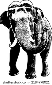 Silhouette of Elephant, sketch drawing of Elephant, line art illustration of Elephant, Elephant Vector