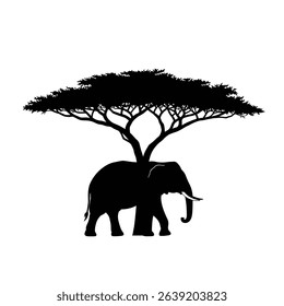 Silhouette: Elephant Walking Under Tall Acacia Tree