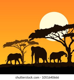Silhouette of elephants in wild life
