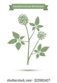 Silhouette of eleutherococcus senticosus with leaves . Vector green plant isolated on white background.  Medicinal plant. Healthy lifestyle