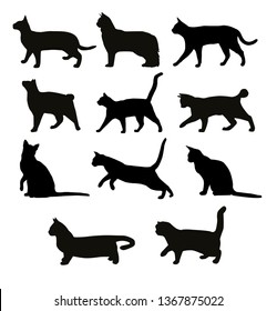 silhouette of eleven cats 