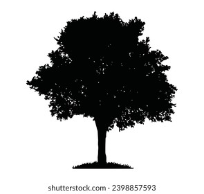 Silhouette of elm tree on white background.