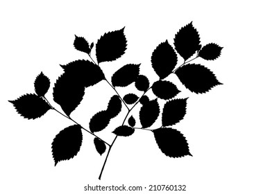 Silhouette of elm twig with many toothed leaves     