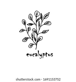 
Silhouette of a eucalyptus plant, freehand drawing in black on a white background.Vector drawing of eucalyptus.