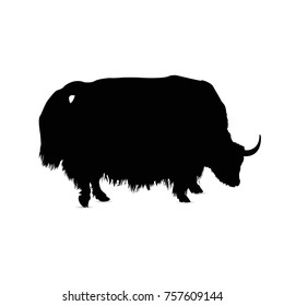 Silhouette of european bull (cattle).