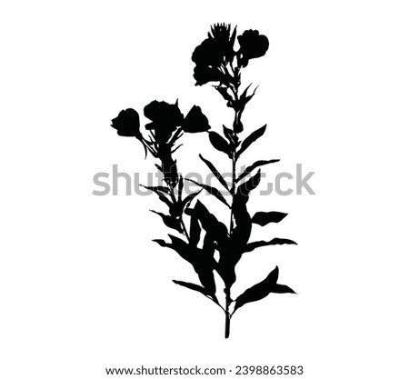 Silhouette of evening primrose on white background.